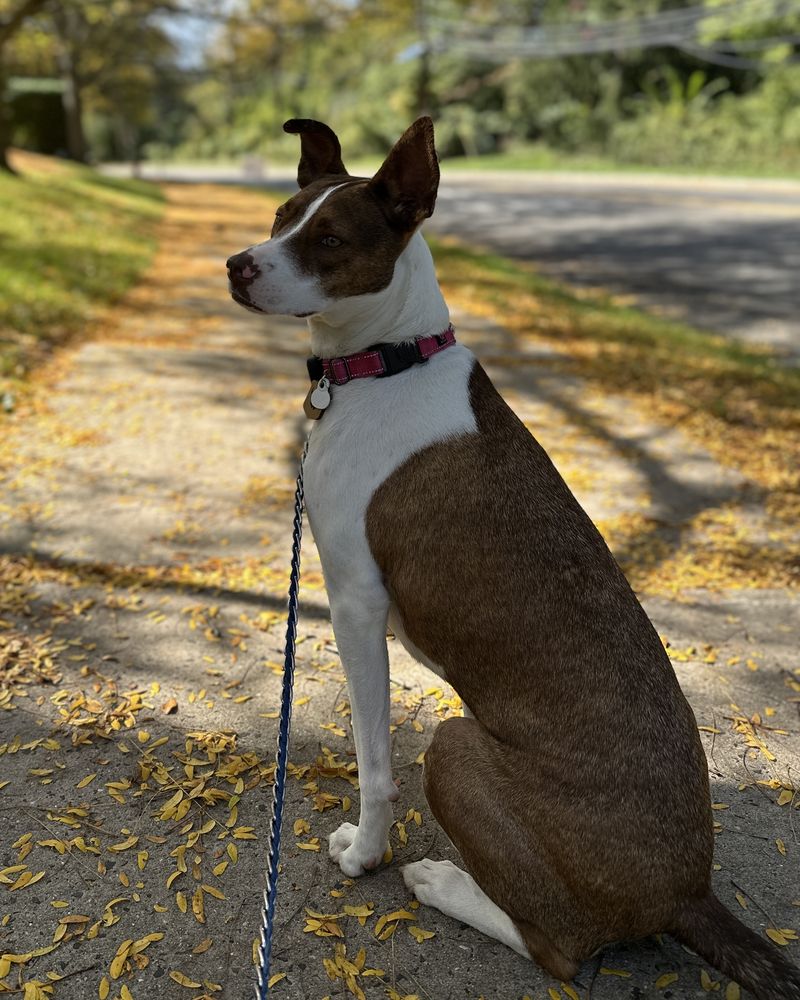 Honeybuns, a brown-and-white short-haired dog with big upright ears and a pink collar, sitting on an autumn sidewalk and gazing into the distance like an executive.